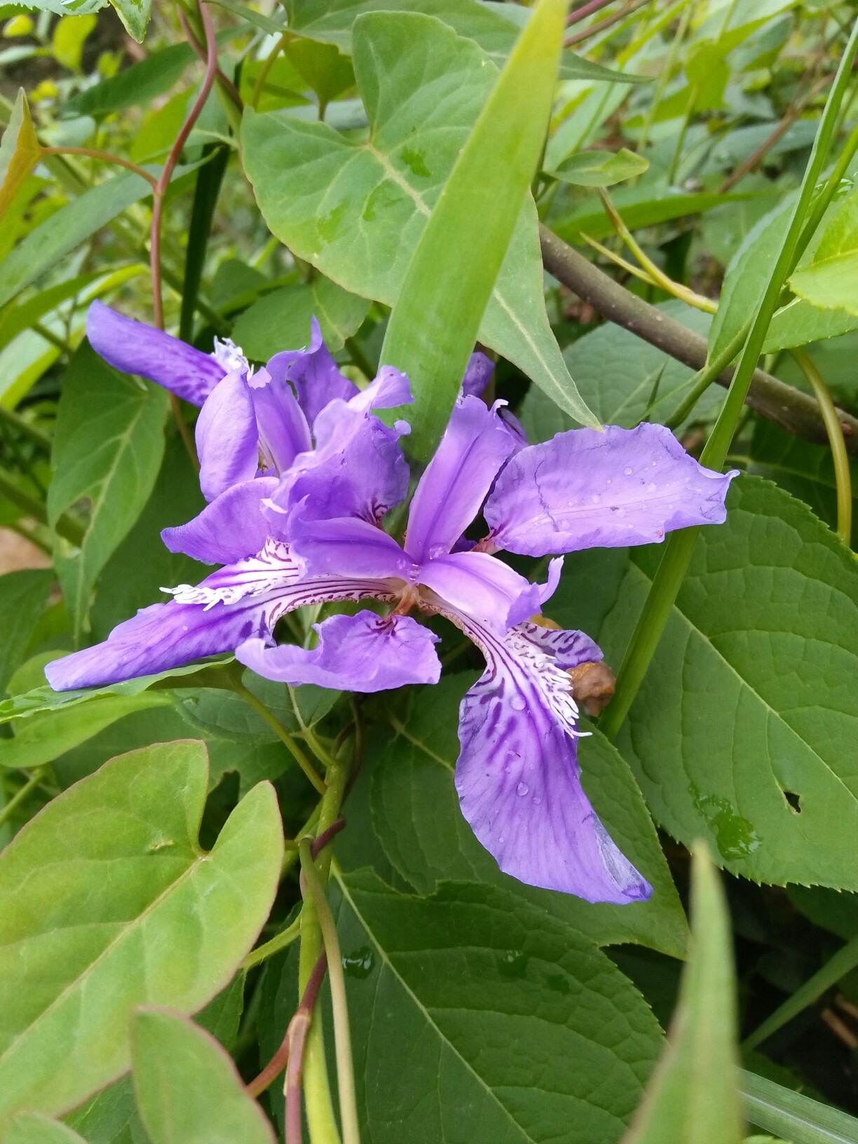 九游体育平台-錁(锞同音字)